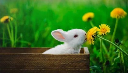 开云·体育官方网站入口-世界柔道锦标赛中国女将勇摘铜牌，世界柔道锦标赛奖牌榜